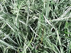 Pixies Gardens (18 Plant Flat in 3.5″ Pots) Liriope Spicata ‘Silver Dragon’…