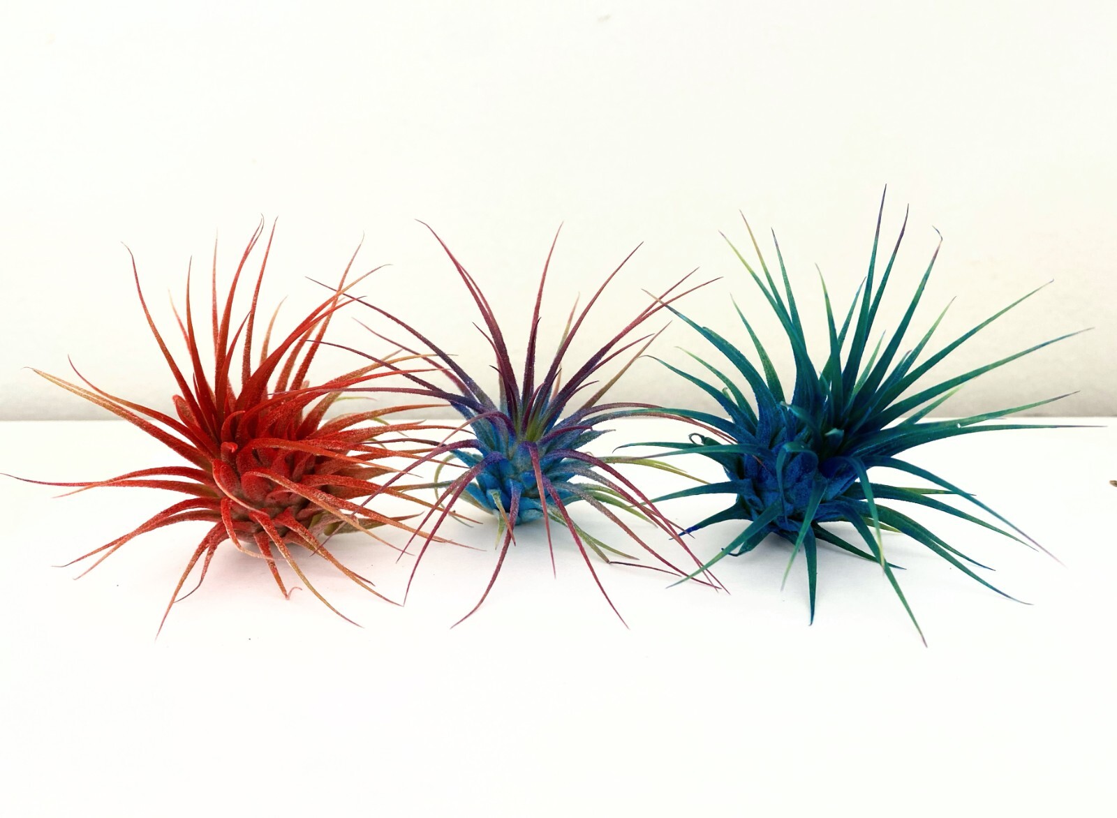 Air Plant 3 Pack Assortment – 3 COLORs of Tillandsia Airplants Free SHIPPING