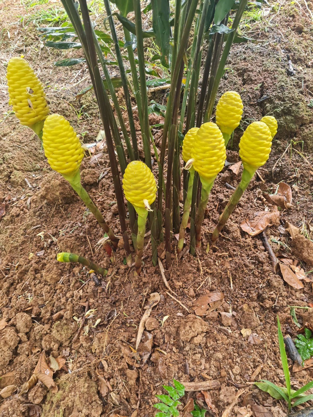 EARLY YELLOW SHAMPOO GINGER LIVE RHIZOME PLANT EXOTIC TROPICAL ZINGIBER