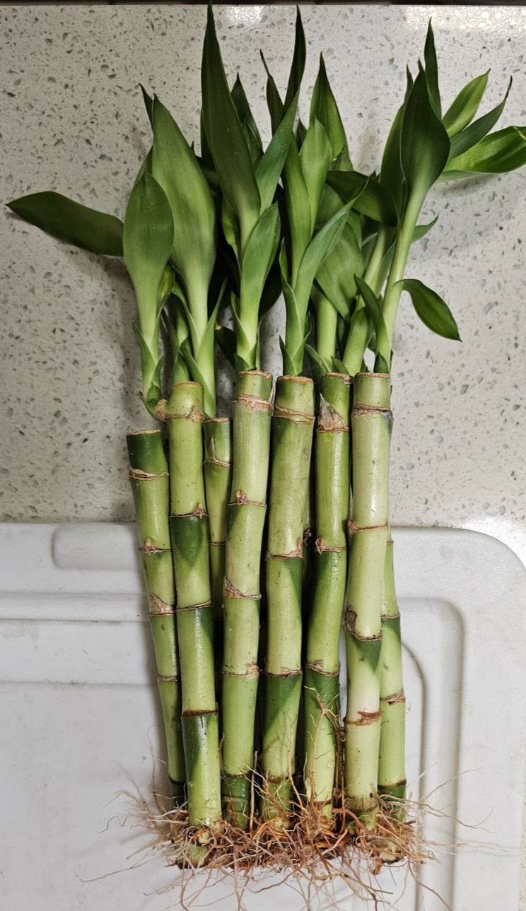 Live LUCKY BAMBOO – Ten 6″ stalks (Great Gift, EASY TO CARE FOR, houseplant)