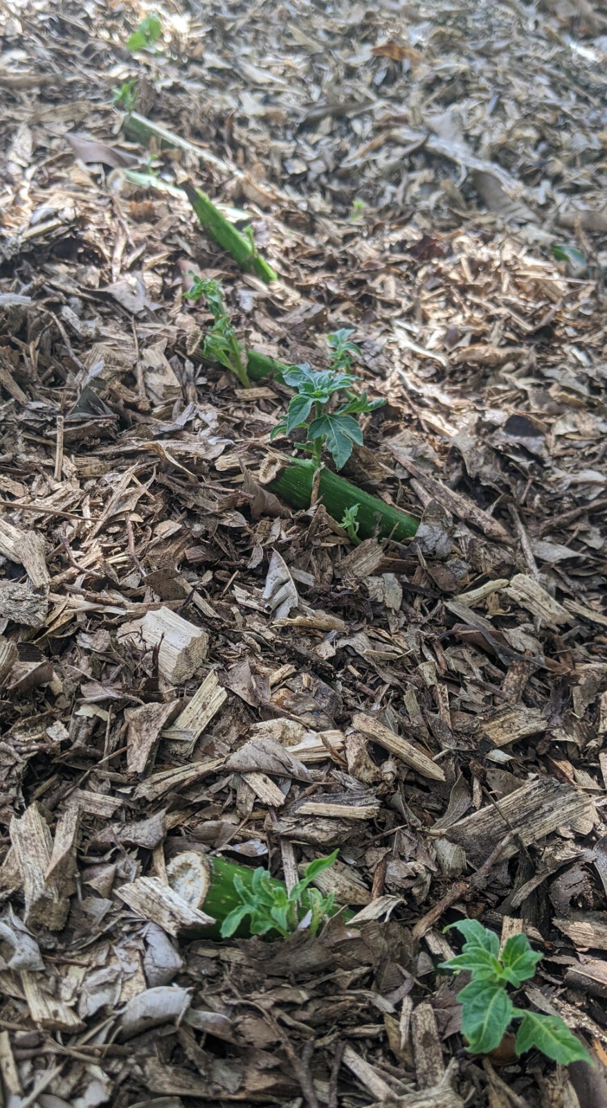 Tithonia Diversifolia – Mexican Sunflower – Live Organic Cuttings with Roots