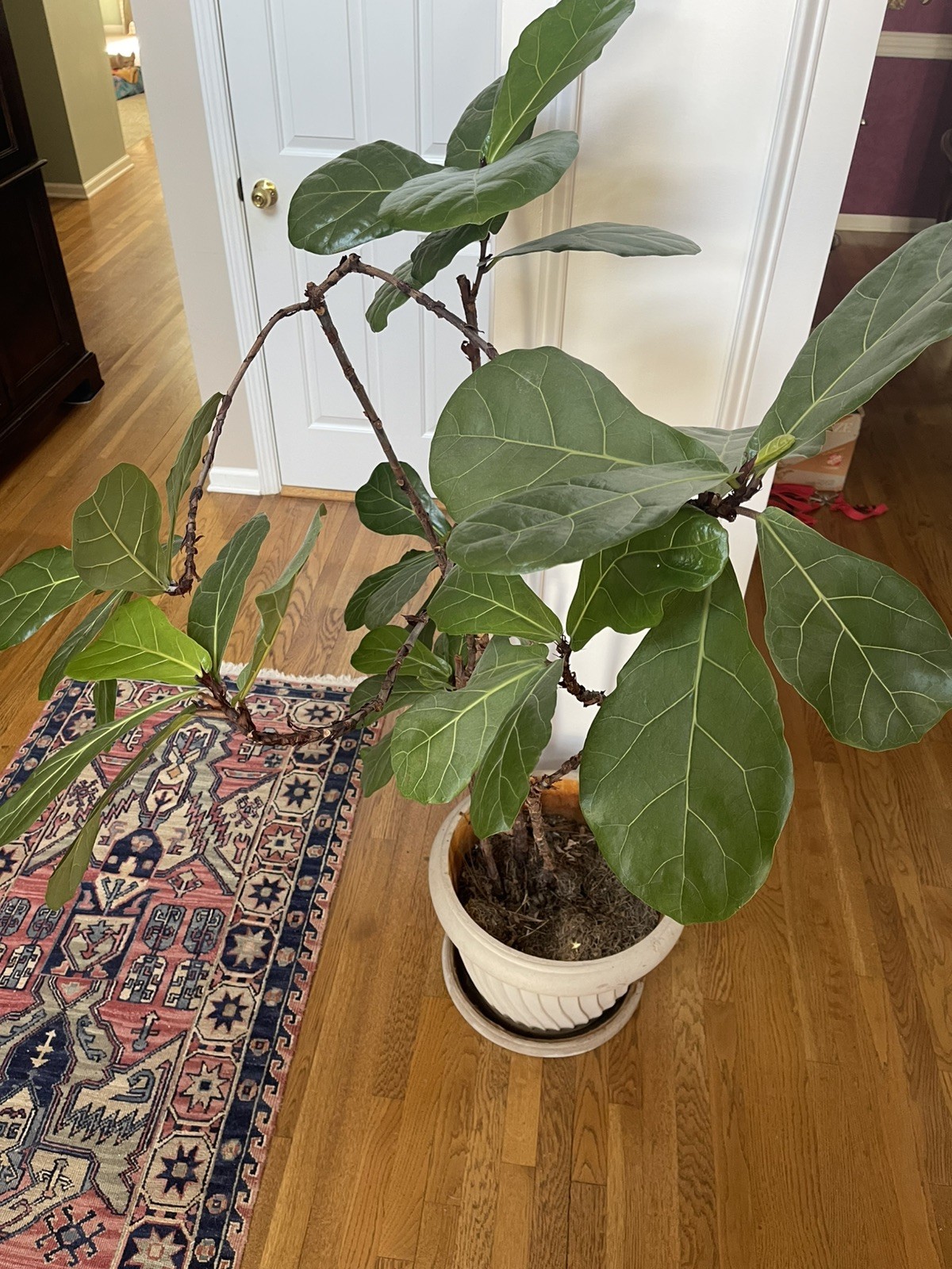 LIVE FIDDLE LEAF FIG TREE WITH POT