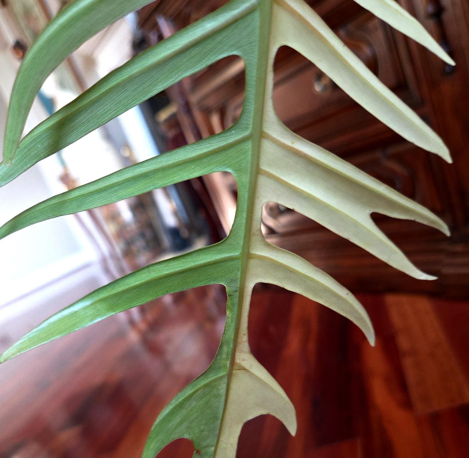 Rare Philodendron Florida Beauty X Tortum 21″ Wide Aroid Not Monstera Anthurium