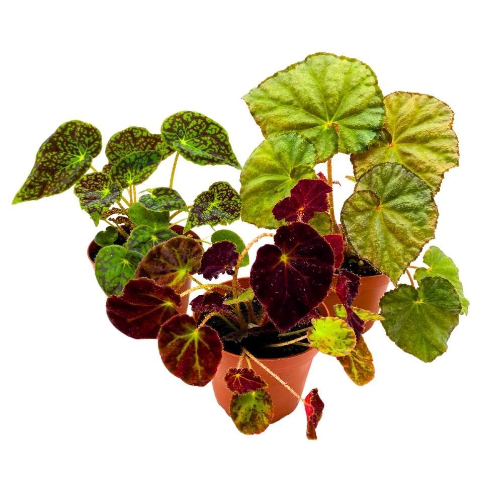 Harmony’s Rhizomatous Begonia Assortment, 4 inch 3 Different Rhizo Begonias