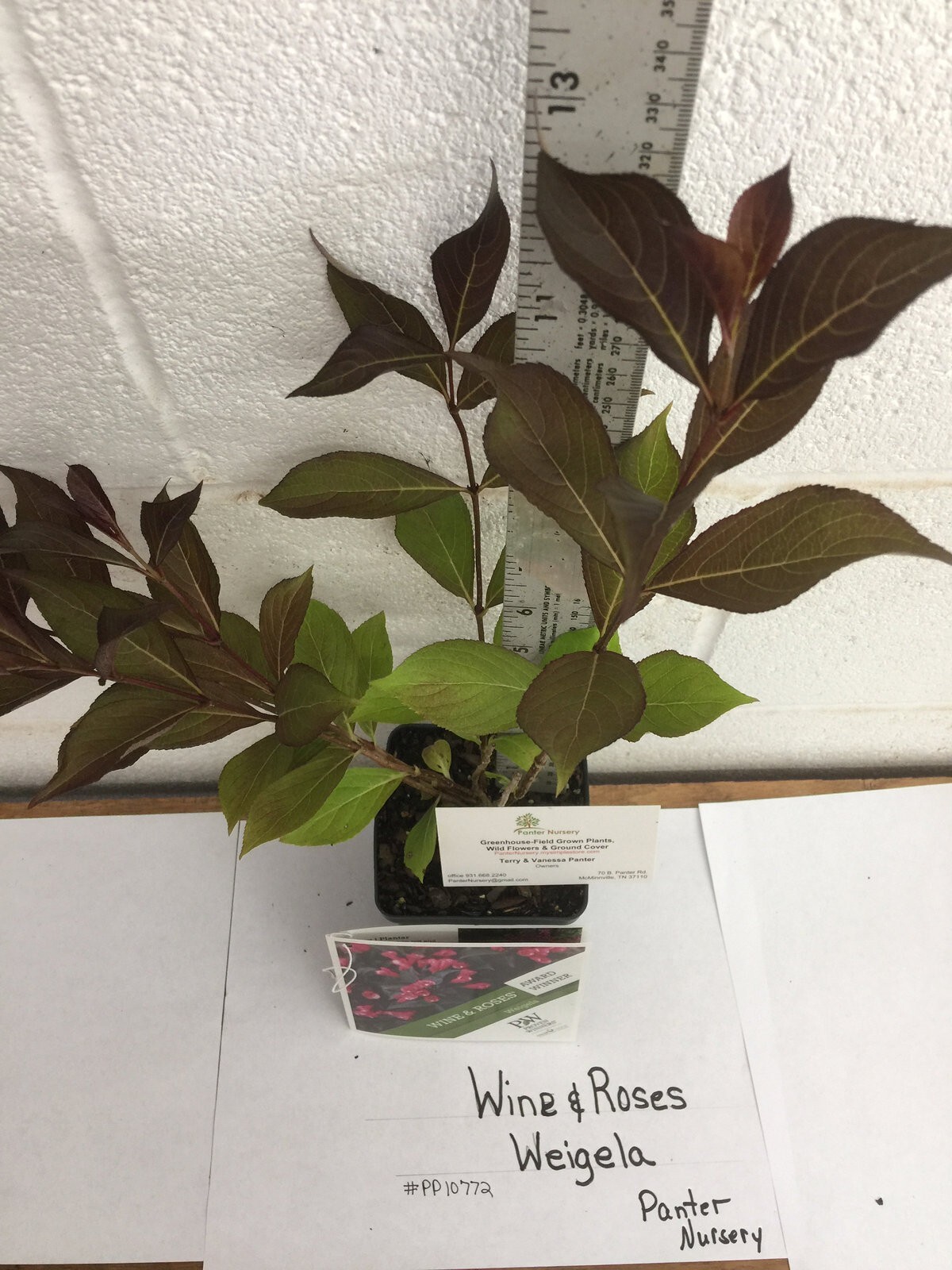 WINE & ROSES® Reblooming Weigela PP#10772