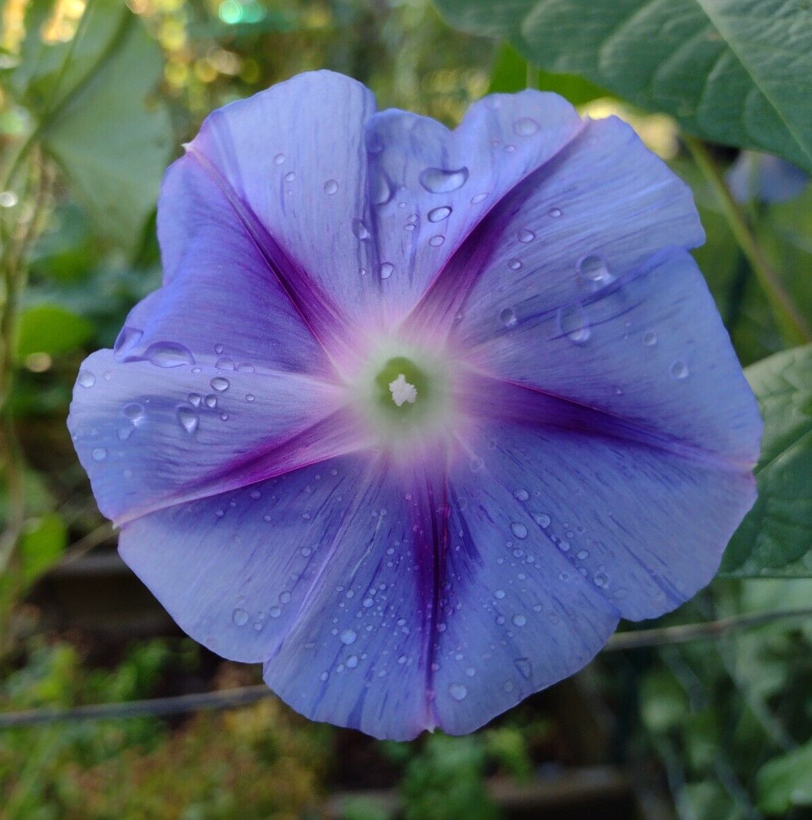100+ Morning Glory Seeds Mystery Mix | Purple/Blue/Orange/Red/Pink/White/Striped