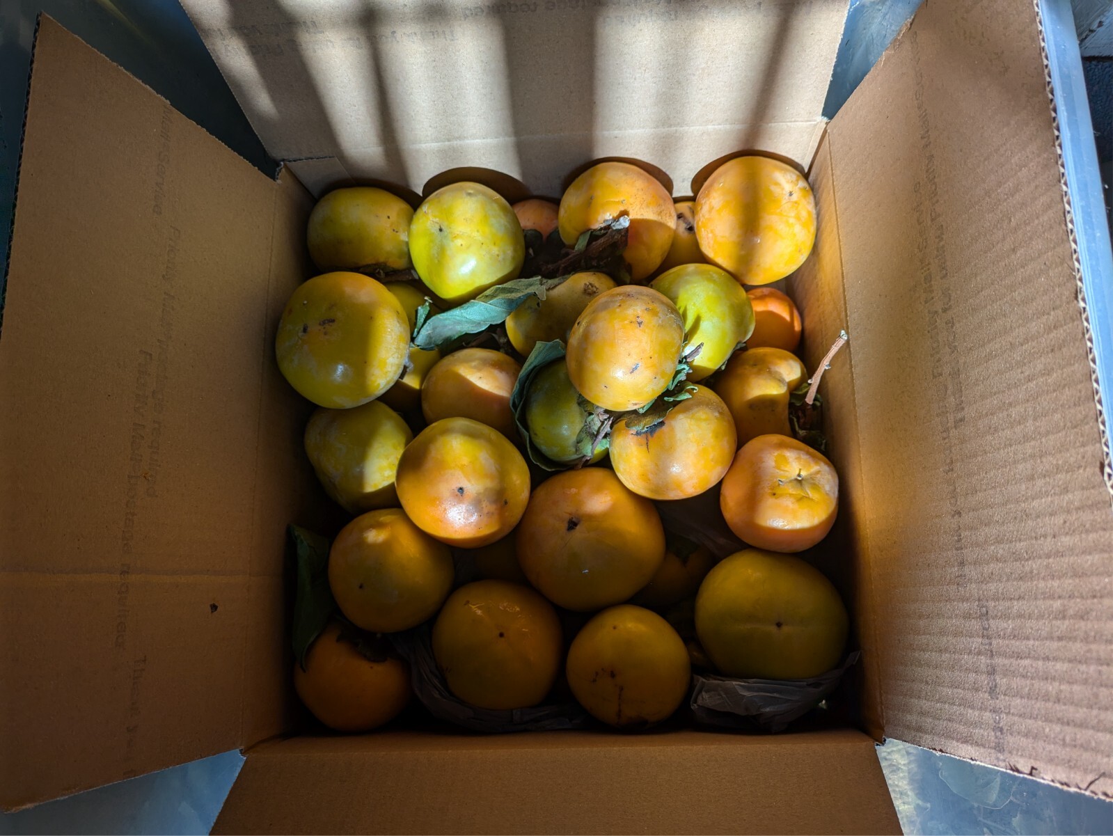 Fresh Organic Fuyu Persimmon 21 LBS