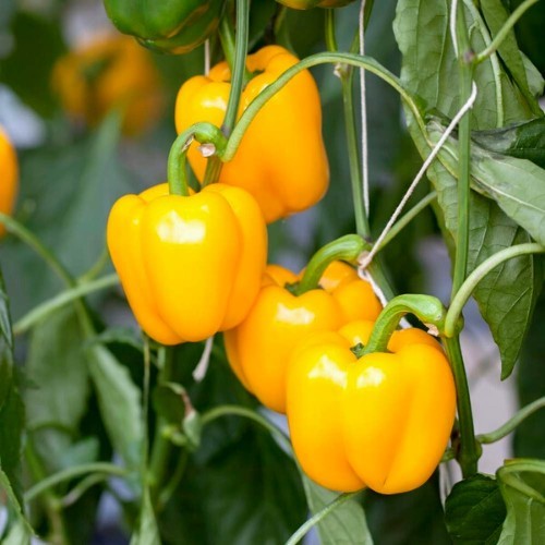40 Mini Bell Yellow sweet Bell Pepper Seeds-with Bonus! | Non-GMO Heirloom