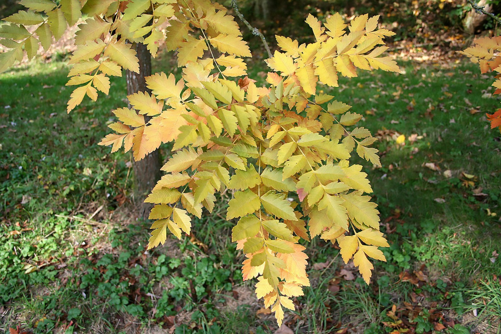 Golden Raintree, Koelreuteria paniculata, Tree Seeds