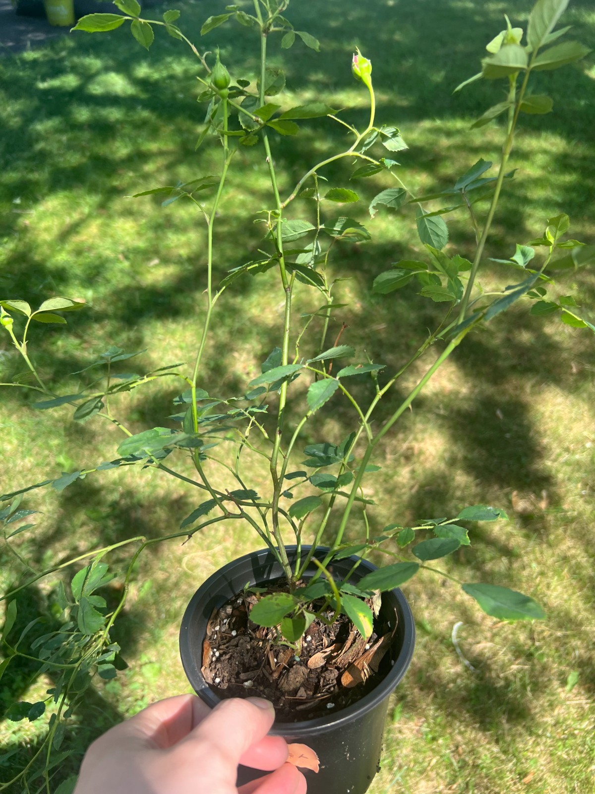 Lady Of Shalott Rose, Climbing Rose, Live Plant