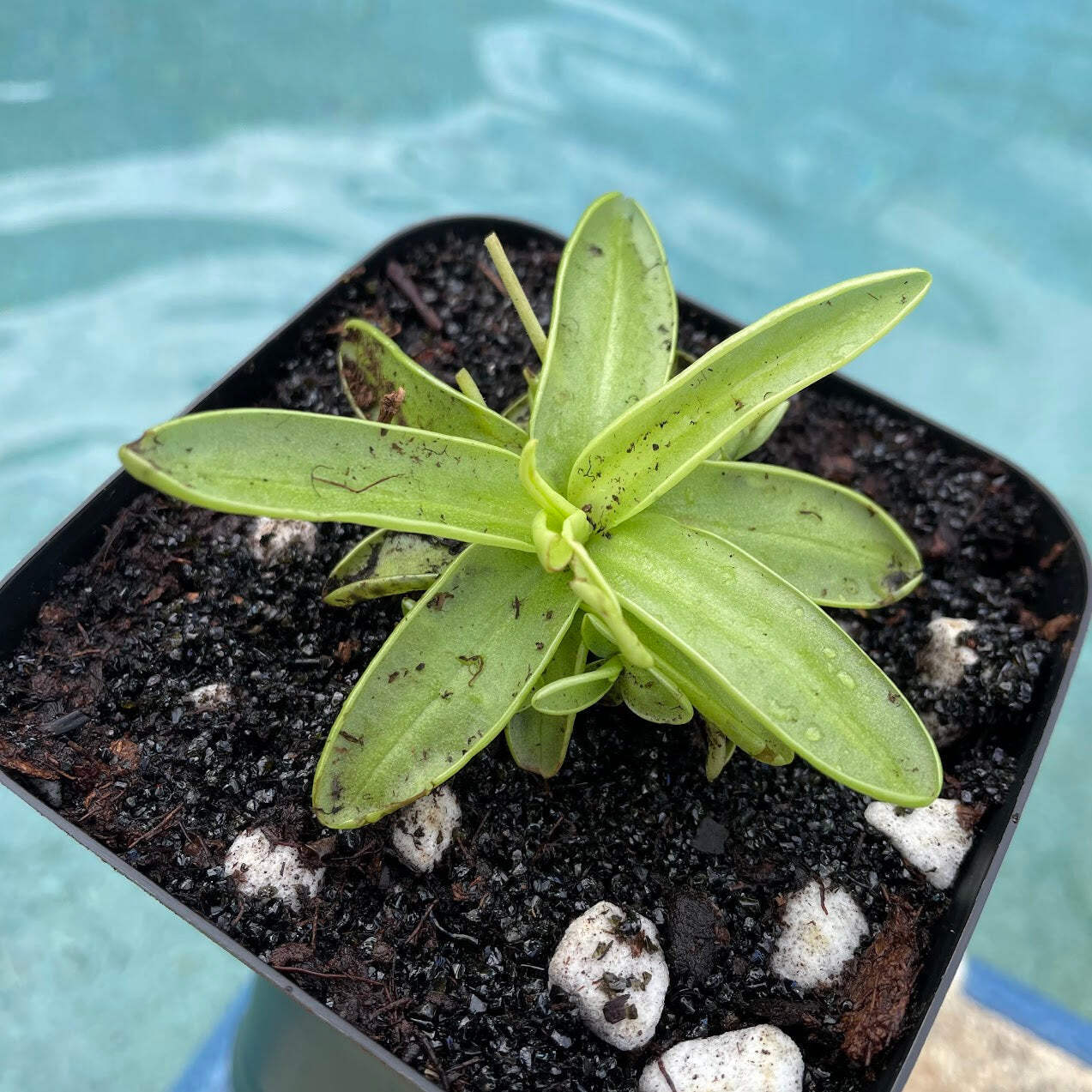 Primrose Butterwort (Pinguicula Primuliflora) in a 3.5″ pot