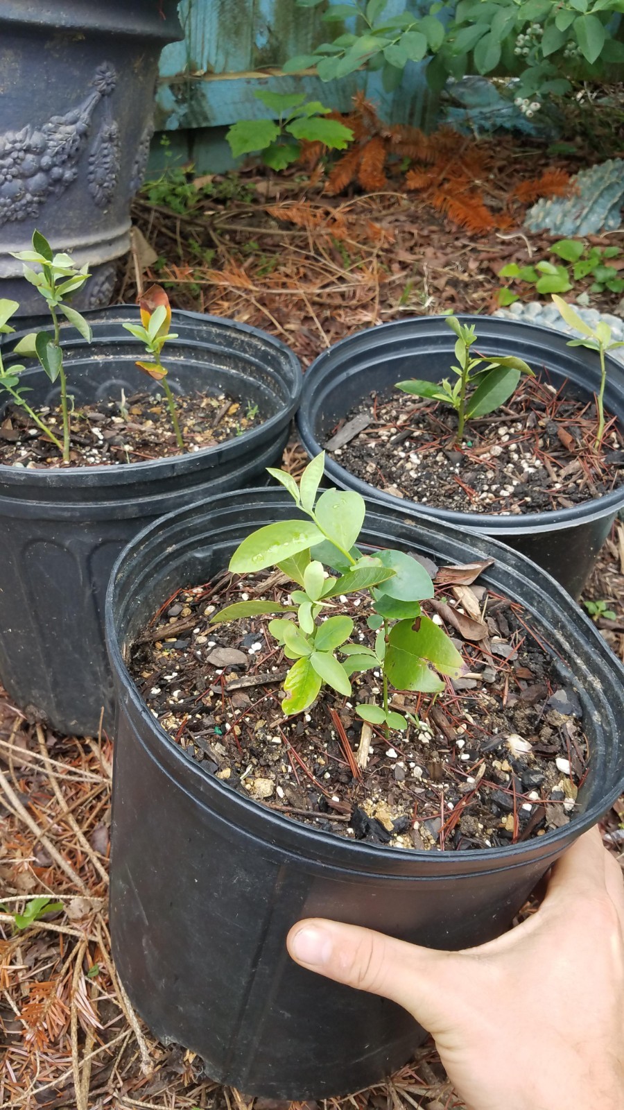 Farkleberry Bushes 1 Live Per Order