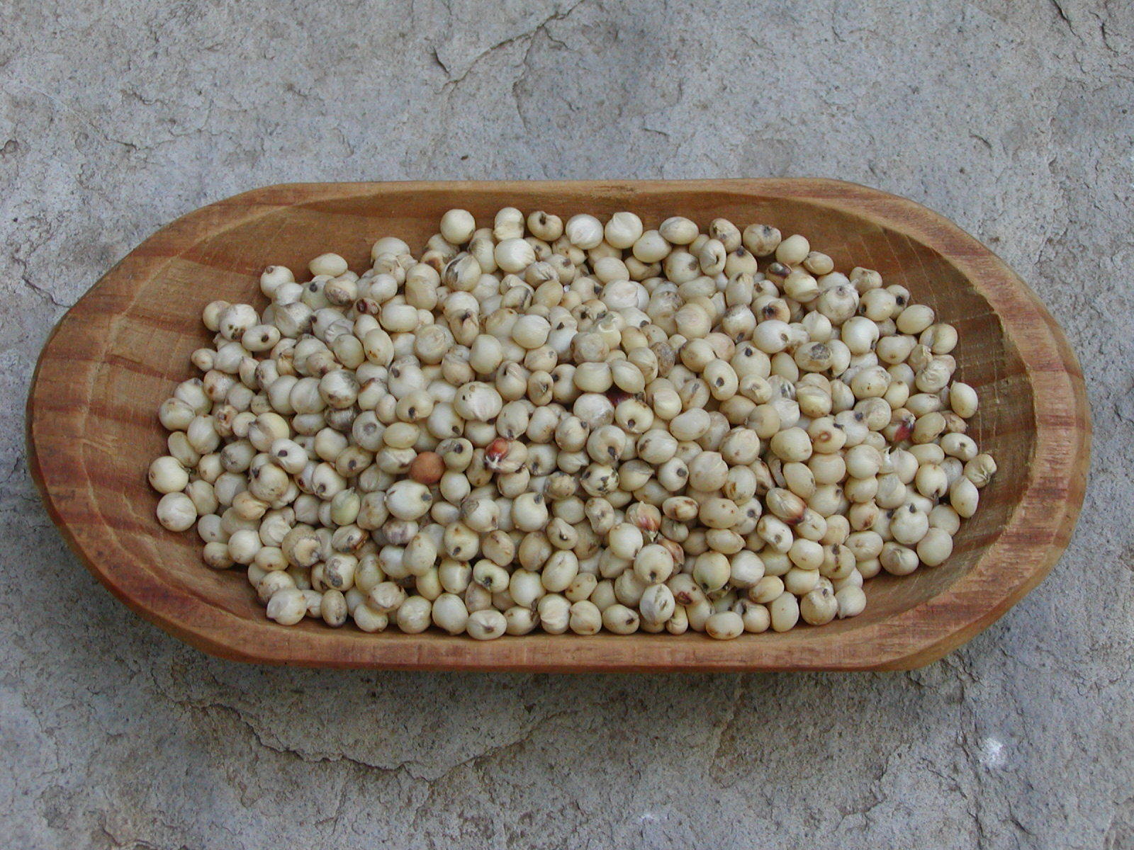 TARAHUMARA WHITE POPPING SORGHUM 600+ SEEDS FOR PLANTING/GROWING, High Protein