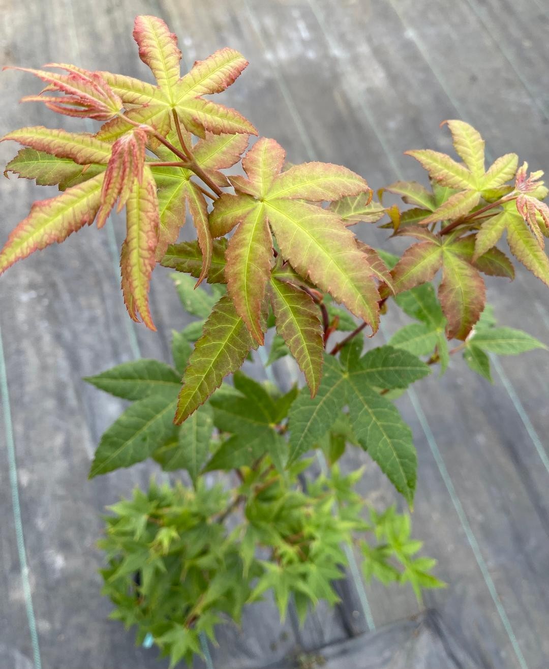 Acer palmatum ‘Green Tea’ (Green Tea Japanese Maple)