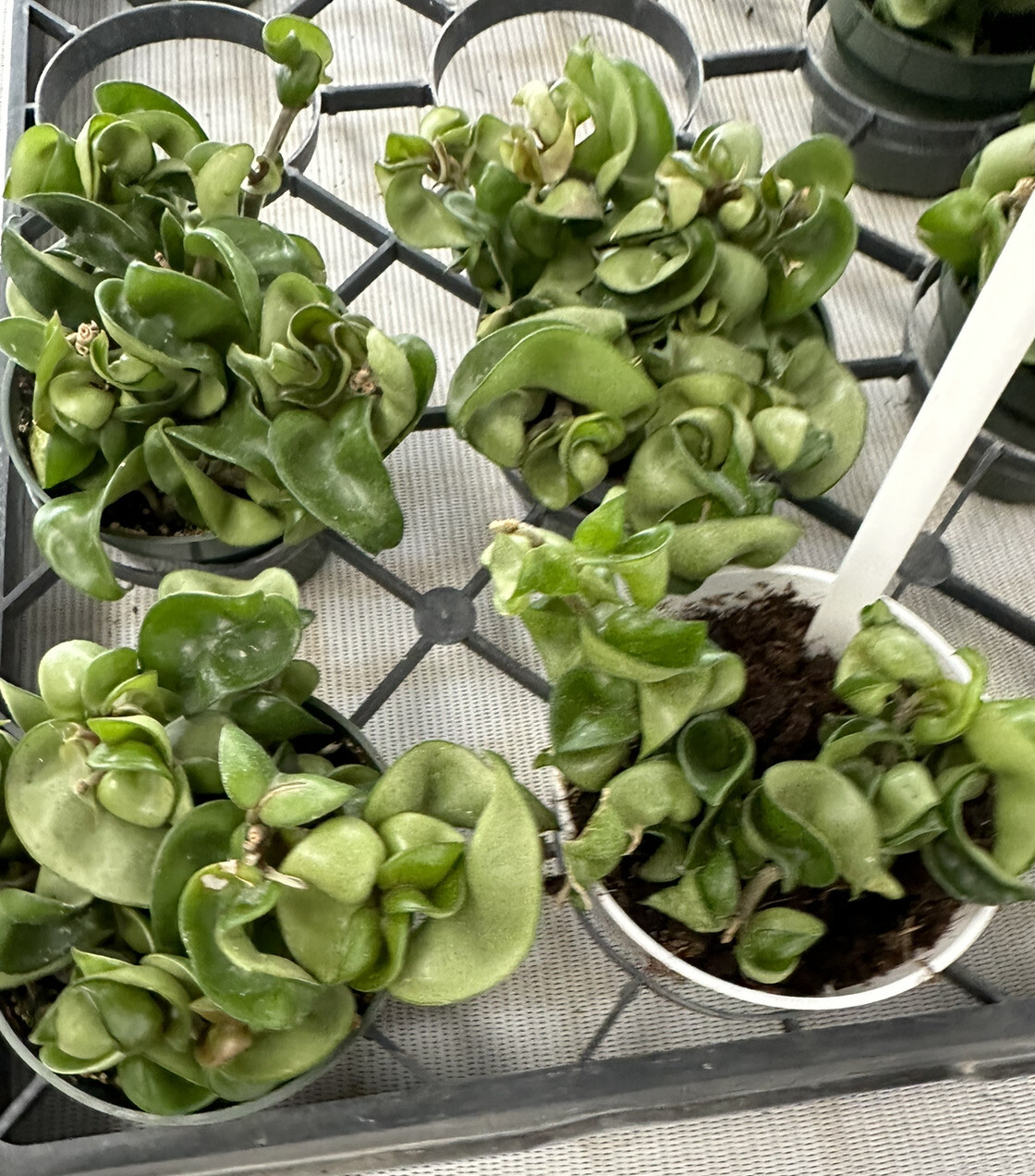 Hoya Hindu Rope Plant