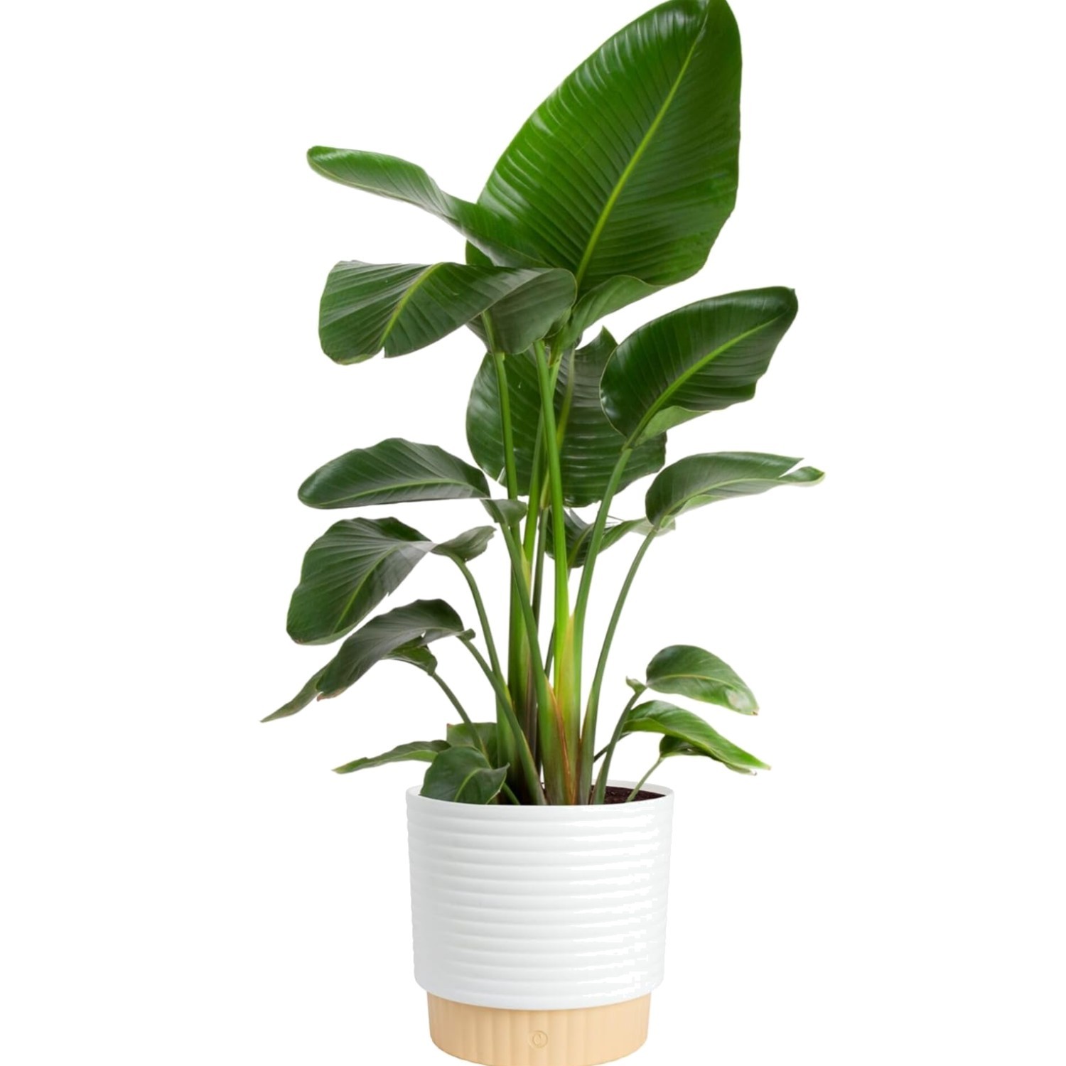 White Bird of Paradise Live Plant in Decorative Pot, Large Indoor Houseplant,…