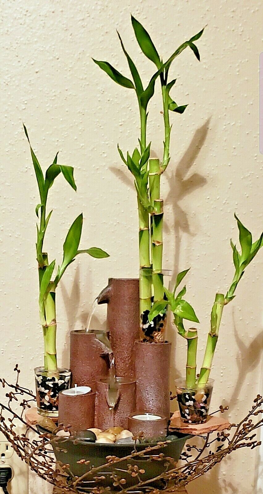 6 Lucky Bamboo Stalks Rooted Plants – 4″, 6″, 8″ Feng Shui, Perennial, GIFT