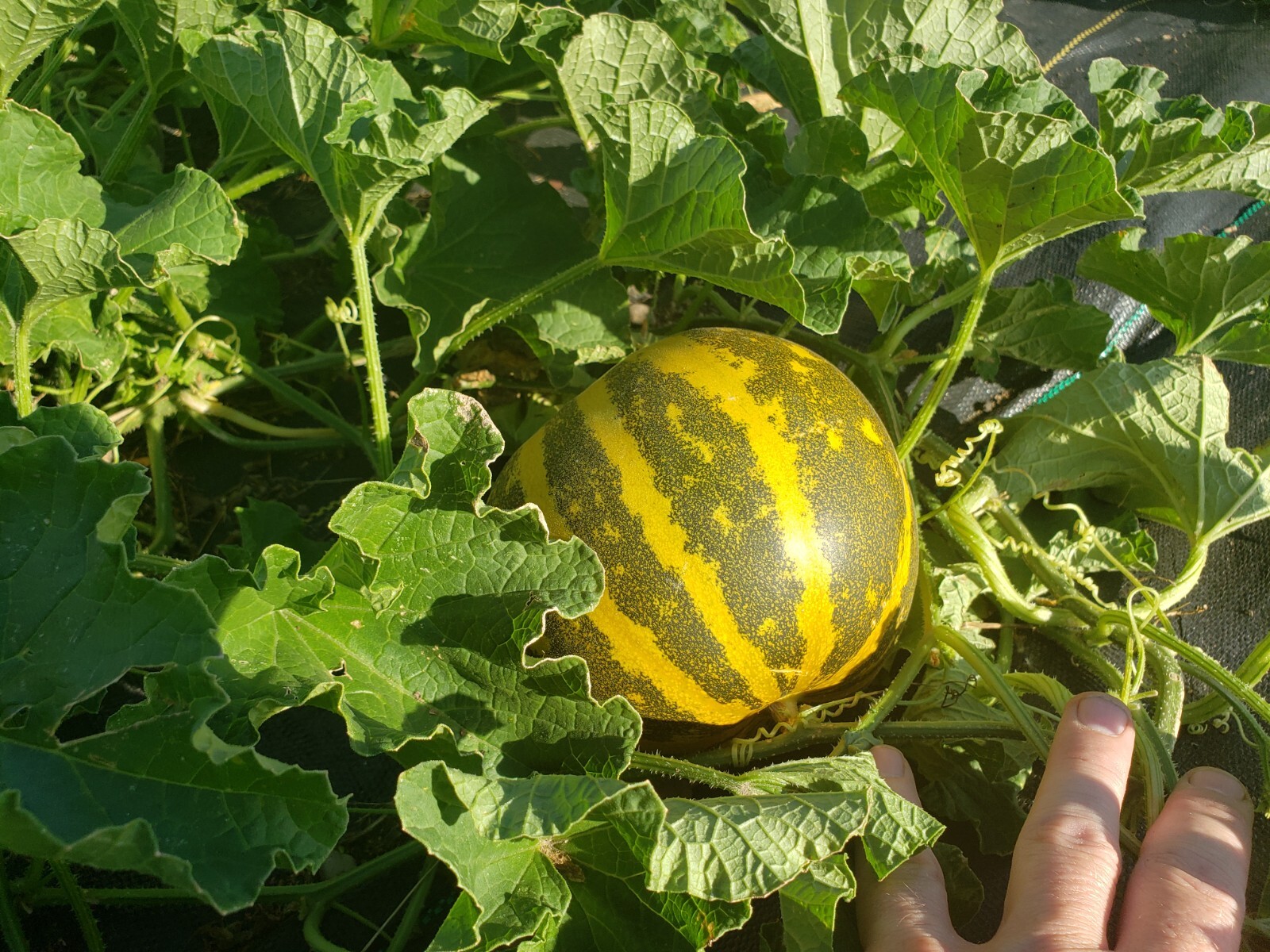 White Lion Green Orange Fleshed Melon Seeds! RARE Small Sweet Heirloom -Tracking
