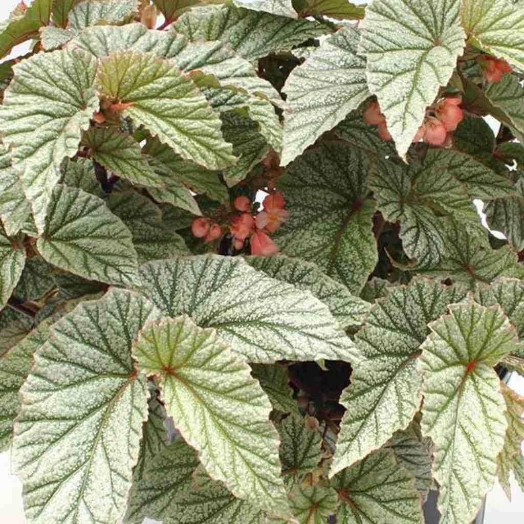 Angel Wing Begonia Snow Capped Live House Plants BUY 2 GET 1 FREE