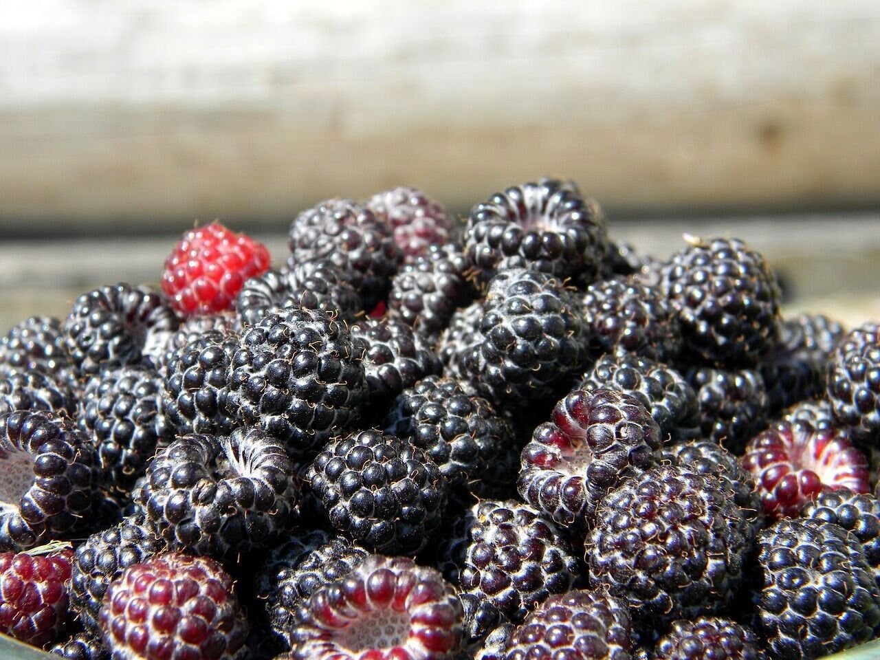 Black Raspberry Bush Seeds, Sweet & Pesticide-Free, Shipped with Tracking