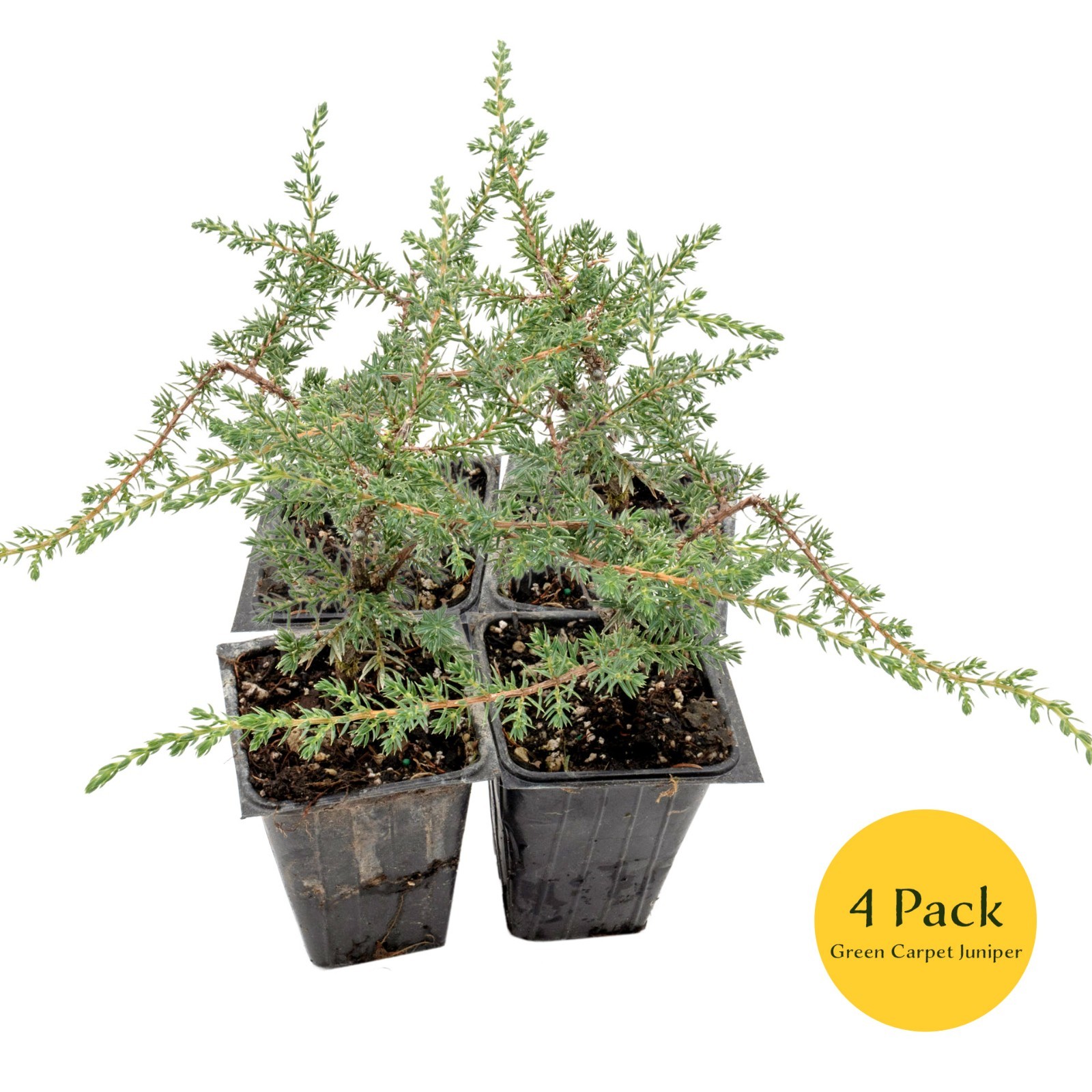 Green Carpet Juniper Plants in 3.5″ Nursery Cubes | Low-Growing Evergreen Plant