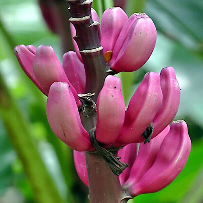 Pink Dwarf Banana Tree Fruit Plant Seeds (Musa velutina) Rare Fast Hardy-Zone 7b
