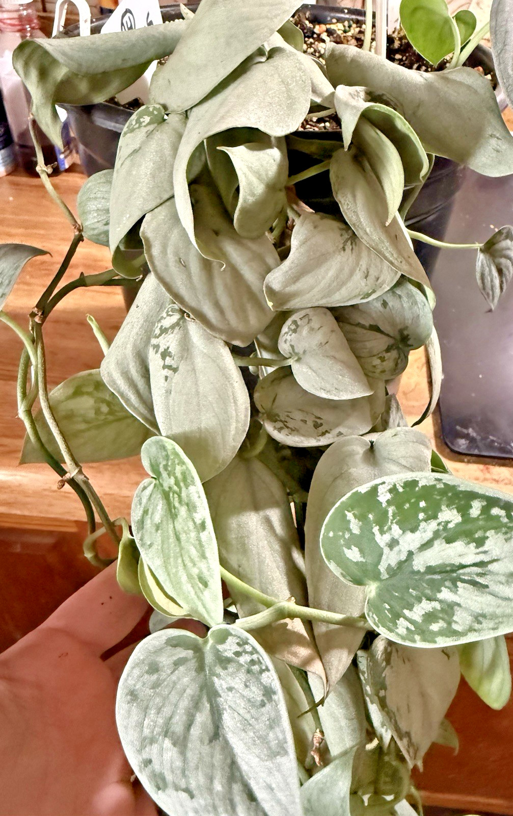 Scindapsus pictus ‘Silver Cloud’ 3x Cuttings, Ships in Moss Off Mature Mom Plant