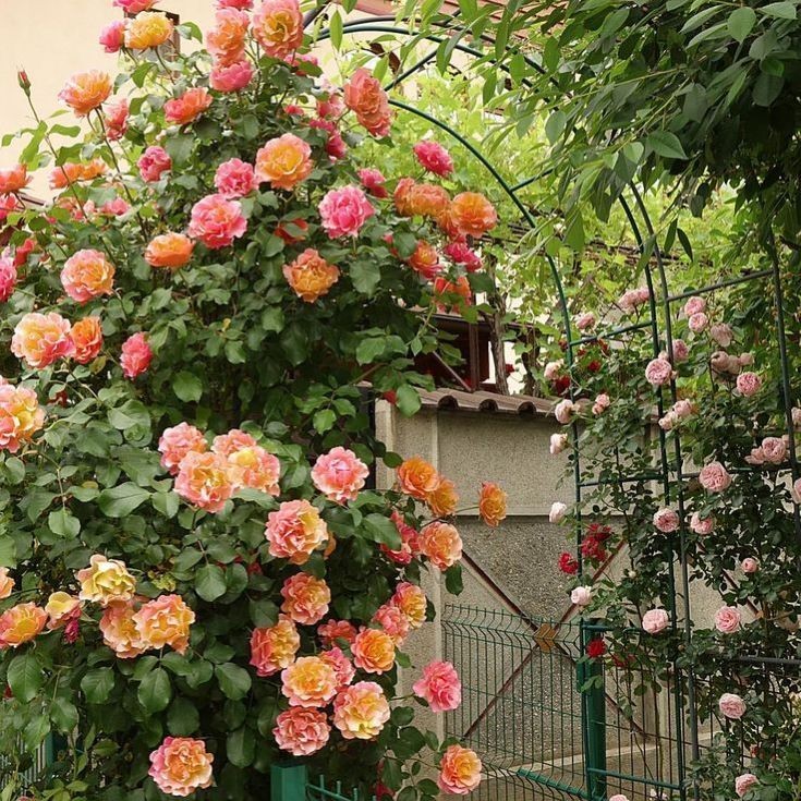 Josephs Coat Climbing Rose – Live Plant – ( 1 QT ) – Repeat Blooms