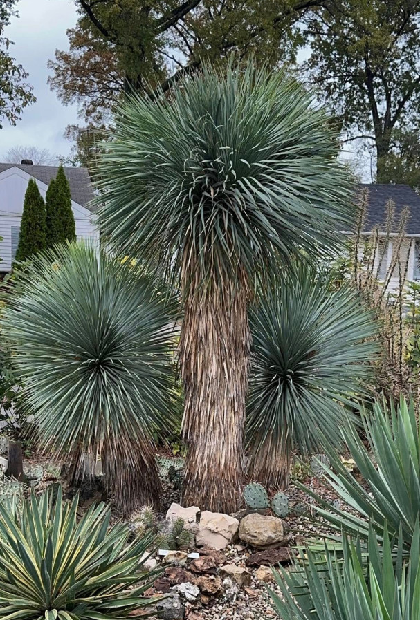 Live Yucca Rostrata ‘Silver Select’ Plant – 3 Gal Pot – No Ship to CA