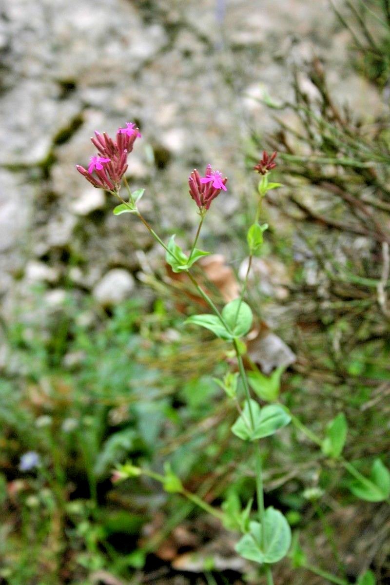 1000+CATCHFLY Flower Seeds None So Pretty Native Wildflower Patio Container Easy