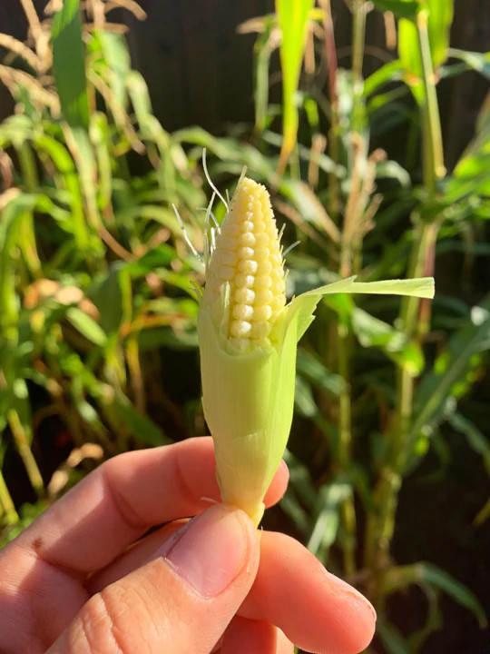 Baby Corn Seeds | Completely Edible White Asian Japanese Hulless Corn Seeds 2024