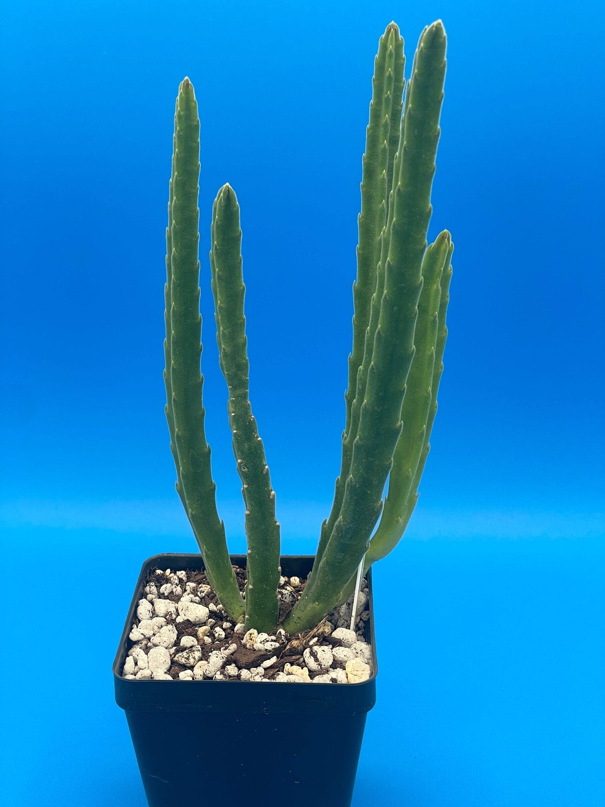 Stapelia Leendertziae 3.5 Inch Potted Plant WELL ROOTED Starfish Cactus