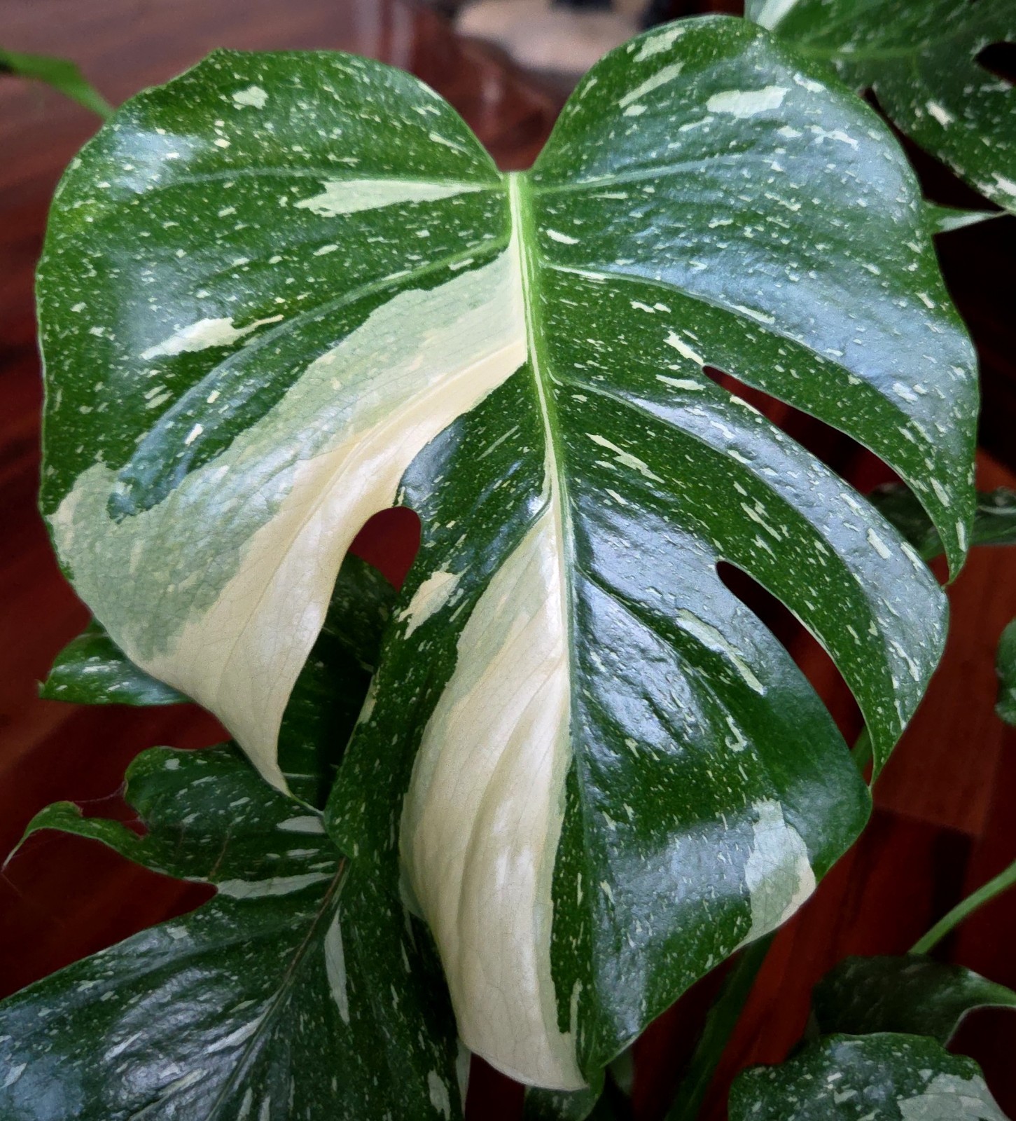 Rare Monstera Thai Starlight Mint 24″ Tall Aroid Not Philodendron Anthurium