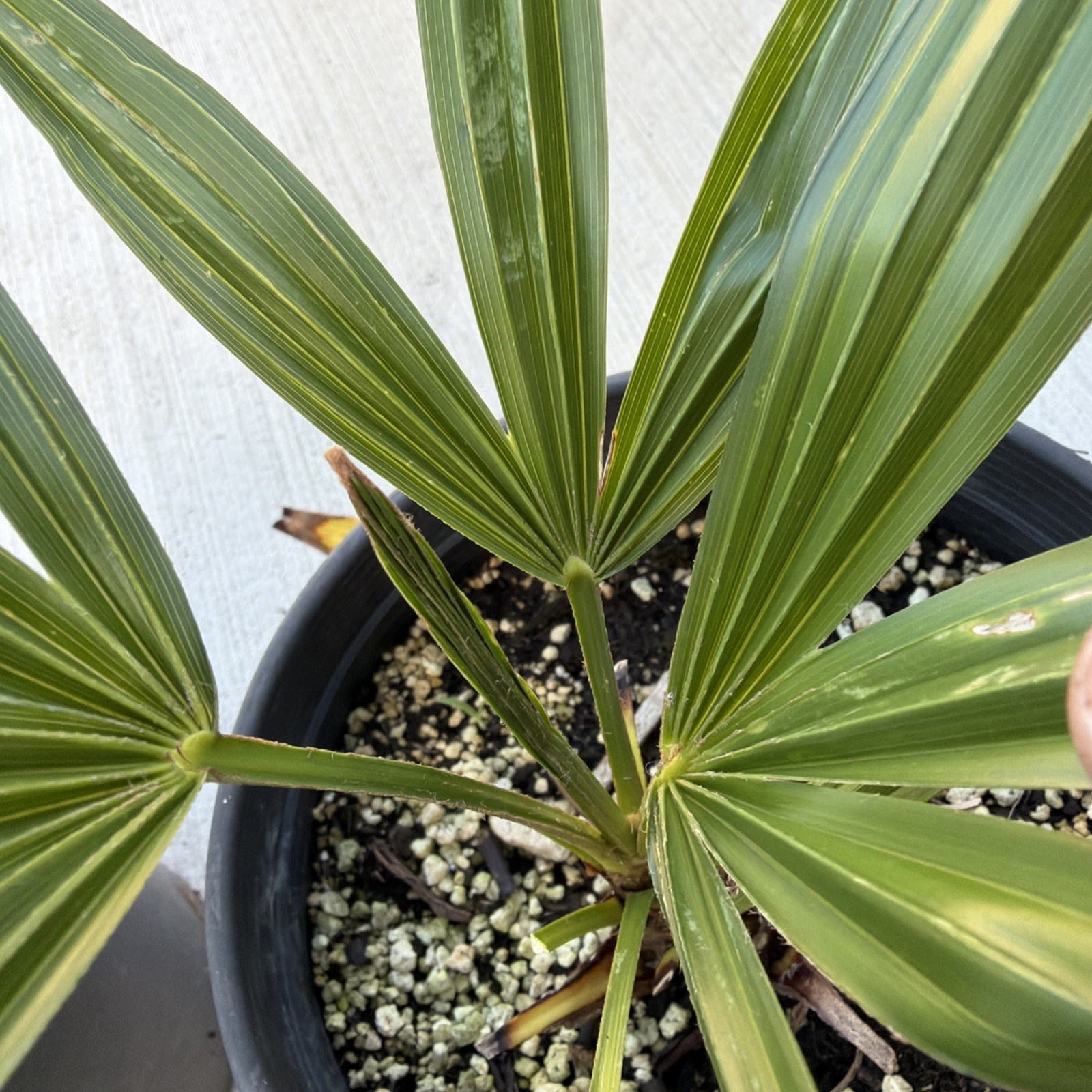 Windmill Palm 1 Gallon Pot 4 Pack