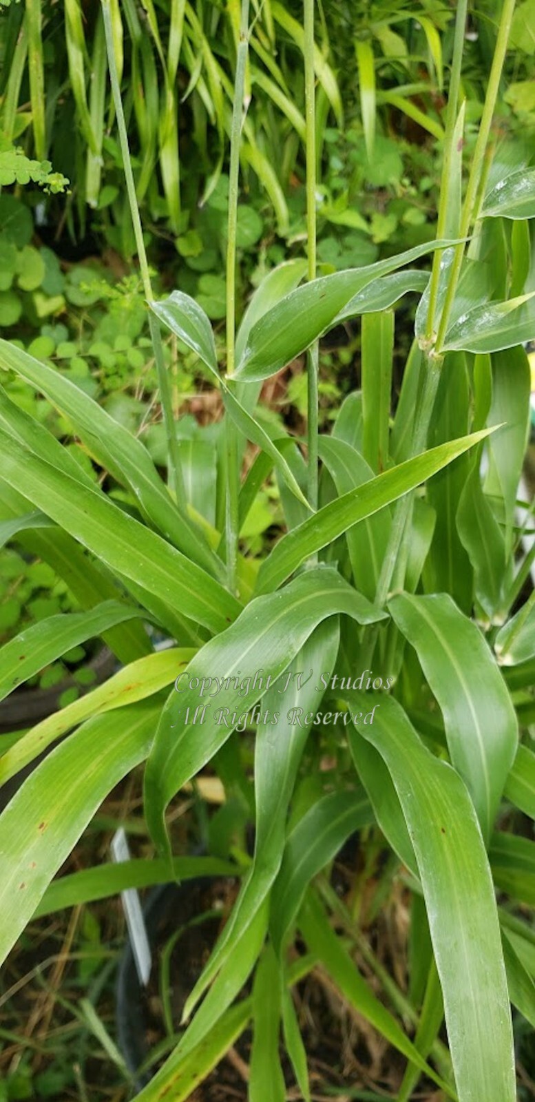 100 seeds Sorghum Egyptian Wheat Ancient Gluten Free Grain Grow your All Natural