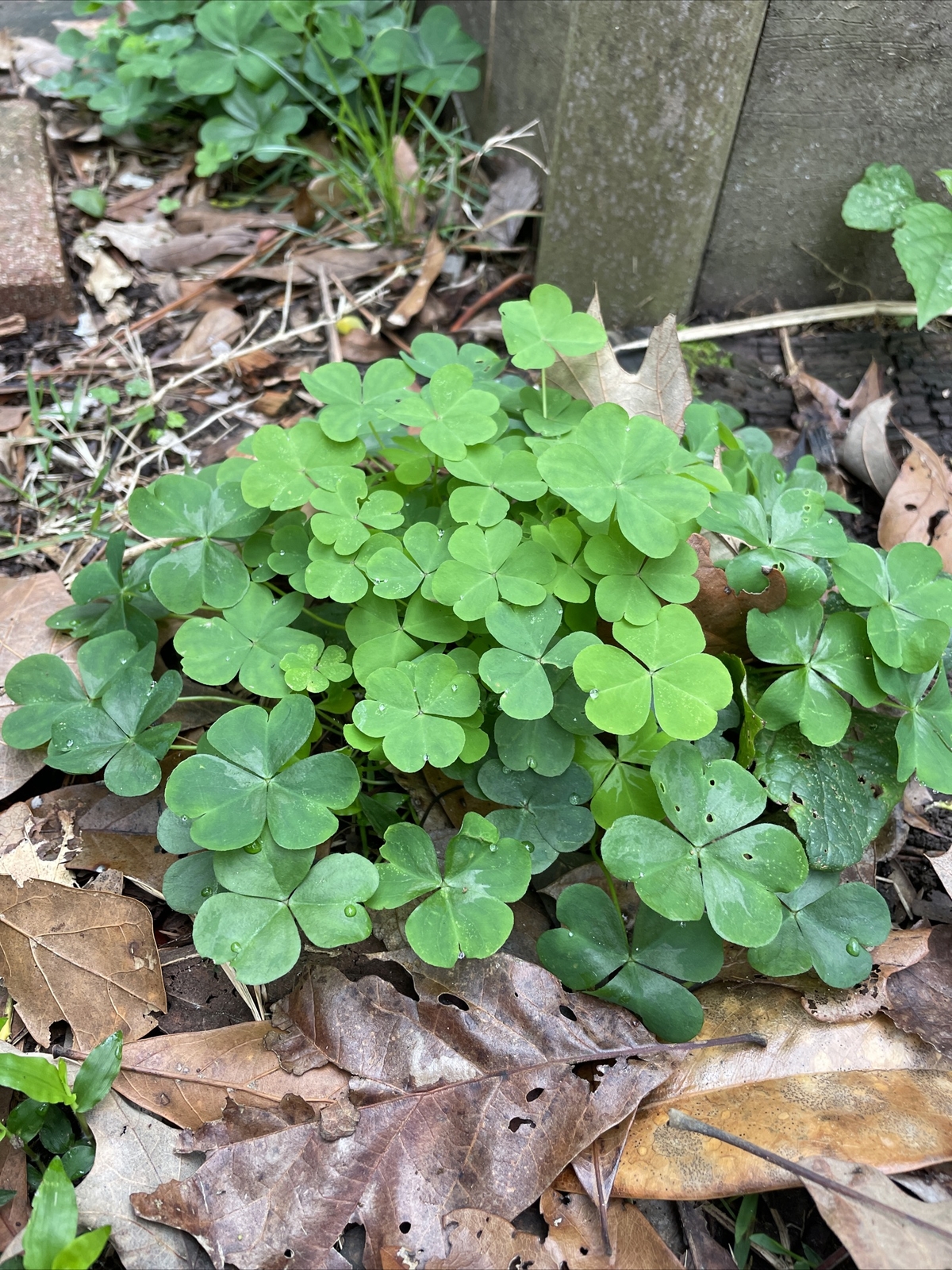 40 Pink Oxalis Wood Sorrel Bulbs- Fresh & Ready To Plant Easy Care