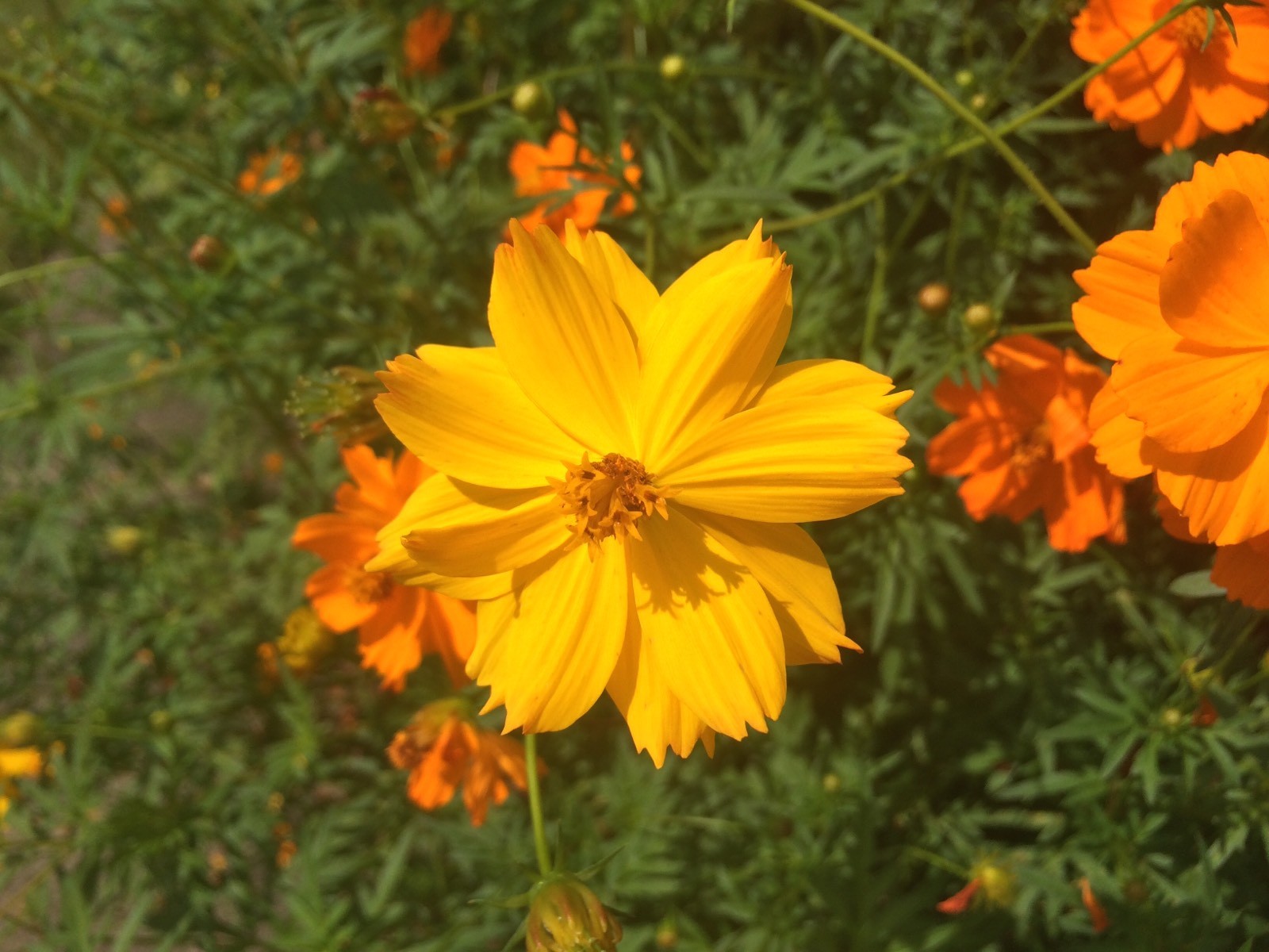 Orange and Yellow Cosmos – Gorgeous blooms & Pollinator Gold [200 Fresh Seeds]