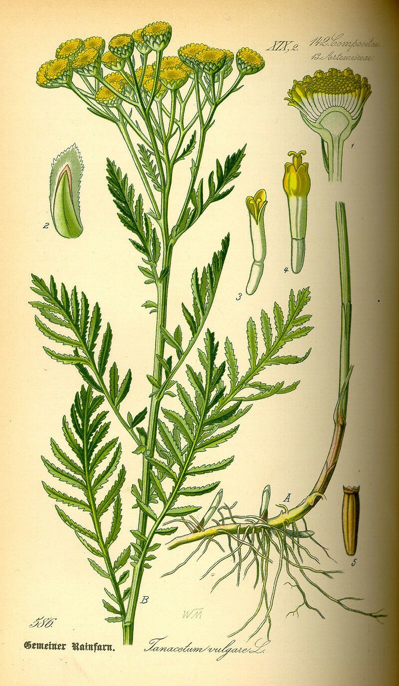Tansy Tanaseum Vulgare medicinal insect mosquito virus repellent plant