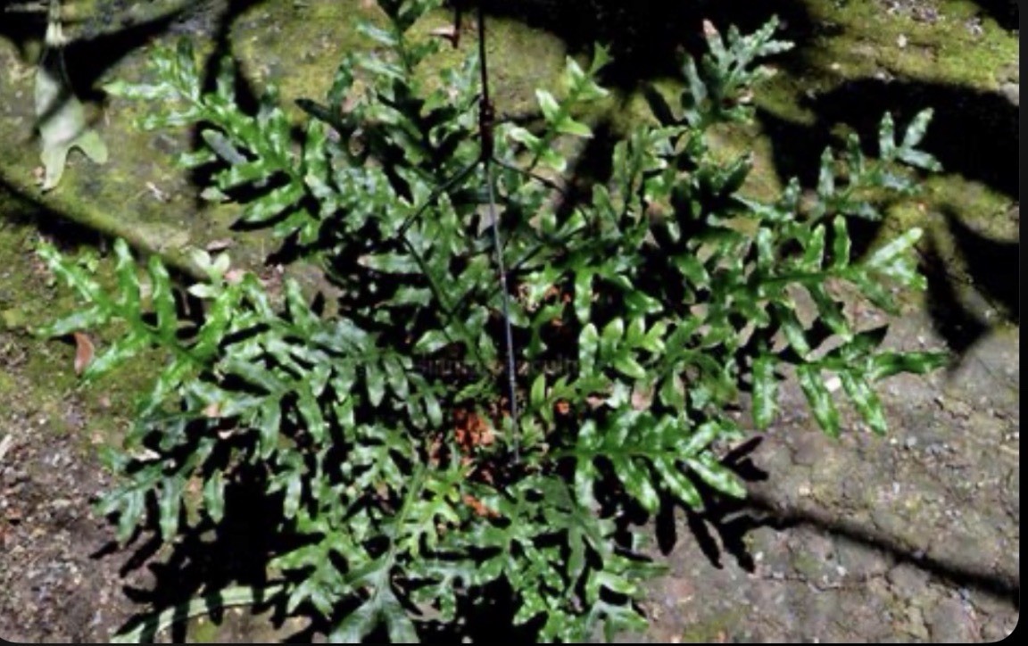 DRYNARIA BONII ‘dark form’ Rare Tropical Fern PLANT not Staghorn Platycerium