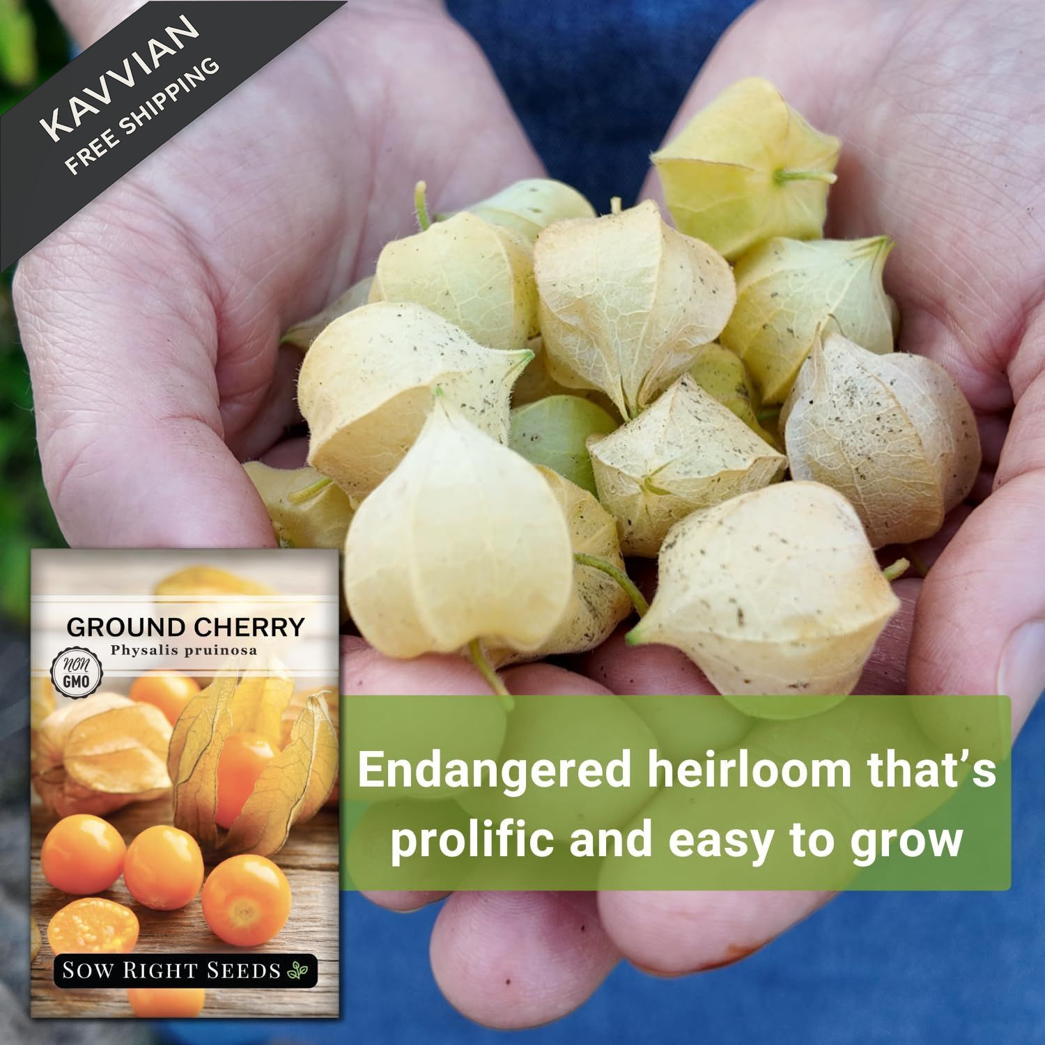Sow Right Seeds – Ground Cherries for Planting – Non-GMO 1, Orange