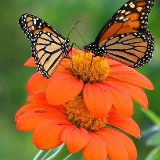 25+ MEXICAN TORCH SUNFLOWER SEEDS – Bees Butterflies Hummingbirds ——- FRESH