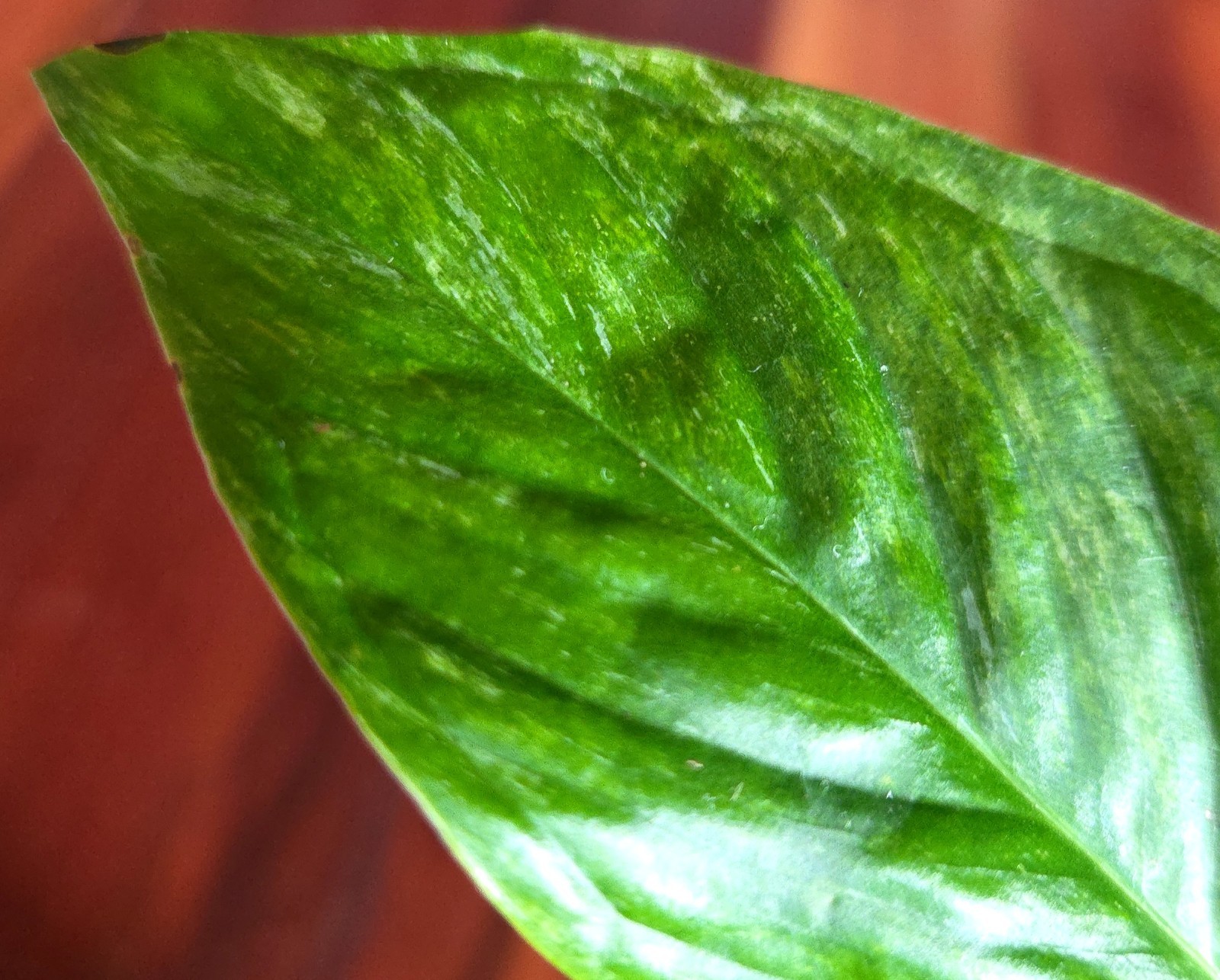 Rare Monstera Laniata Mint 11″ Tall 2 Plants Aroid Not Philodendron Anthurium