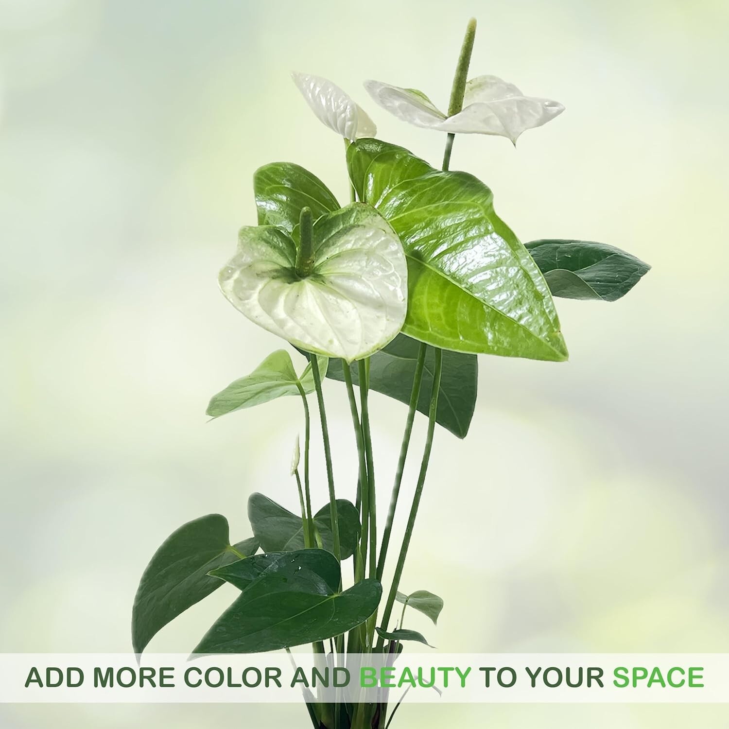 Anthurium Andraeanum White Green Live Plant (Pack of 2)