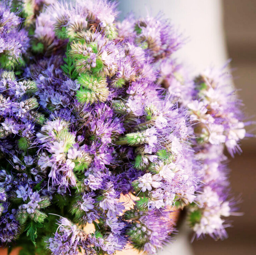 Phacelia Flower Seed (Blue Tansy) – Pollinator Friendly Garden Seeds, 50 Seeds