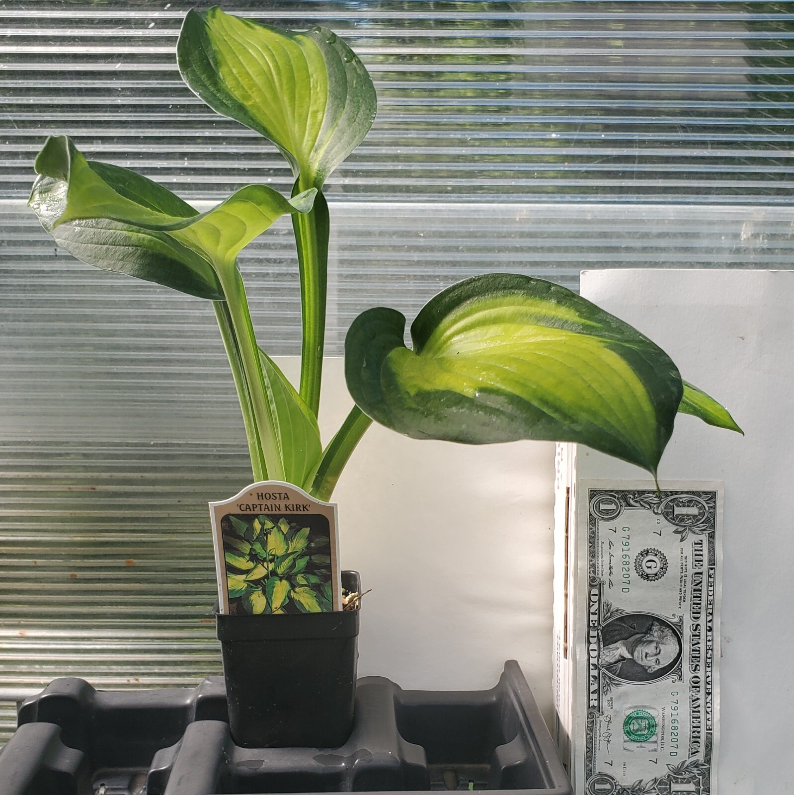 hosta CAPTAIN KIRK medium gold disease-free 2.5″ pot = 1 Live Potted Plant