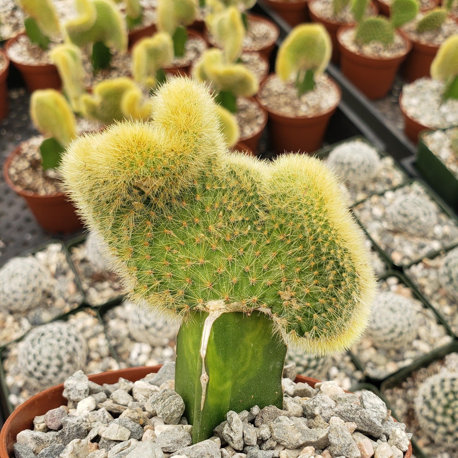 Hildewintera aureispina crest grafted cactus Cacti Succulent real live plant