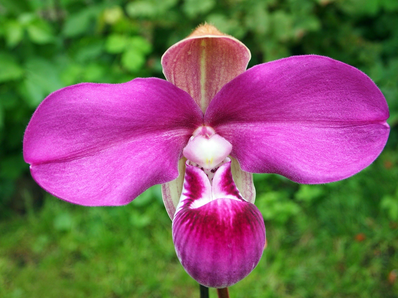 Phragmipedium kovachii Pink Purple NEW IMPORT Orchid species 4” FRESH RePot