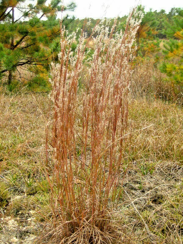 500+ LITTLE BLUESTEM Seeds Native Prairie Grass Ornamental Perennial Fall Colors