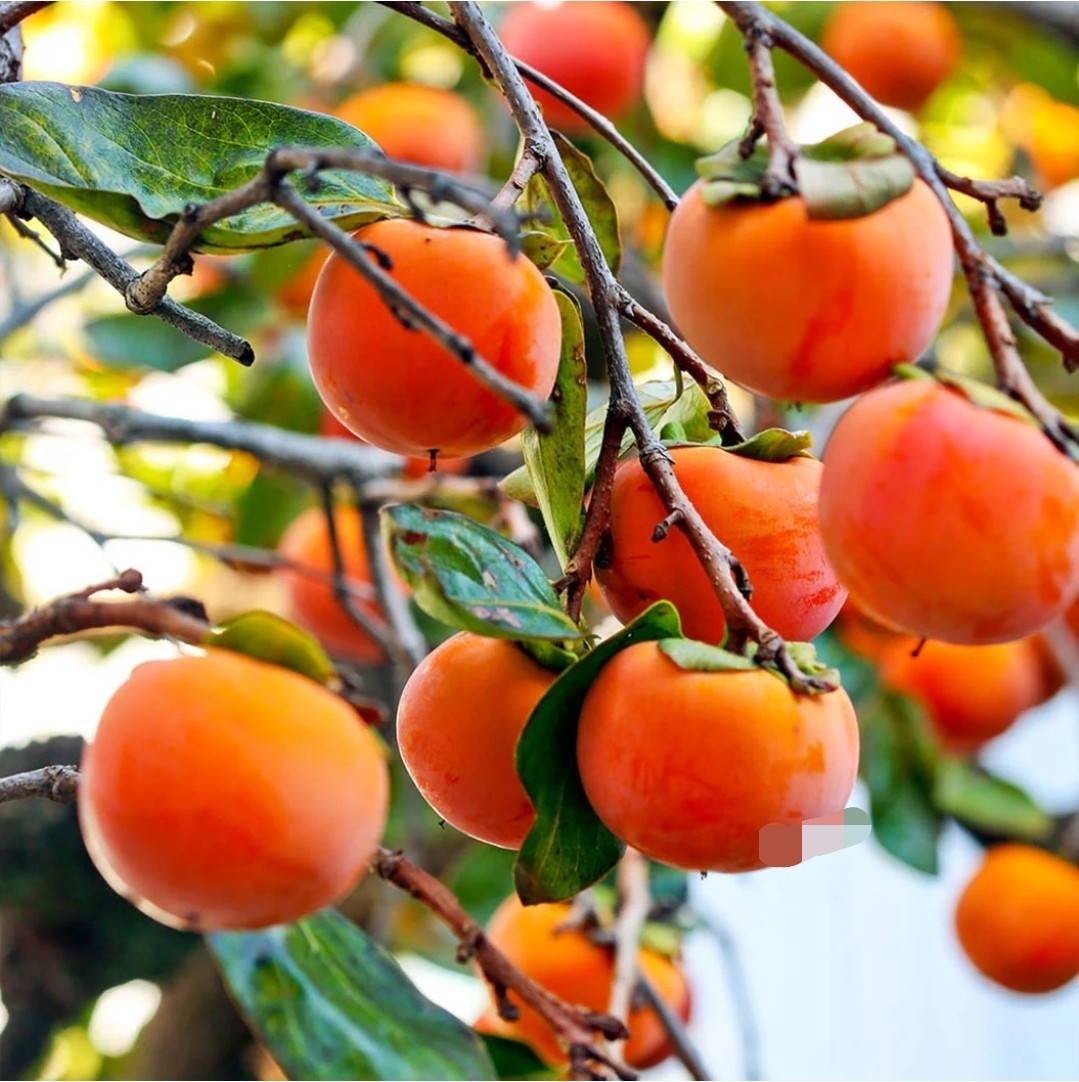 6ft + 3 Years Old Sweetest Organic Fuyu Persimmon Tree Will Produce Next Season