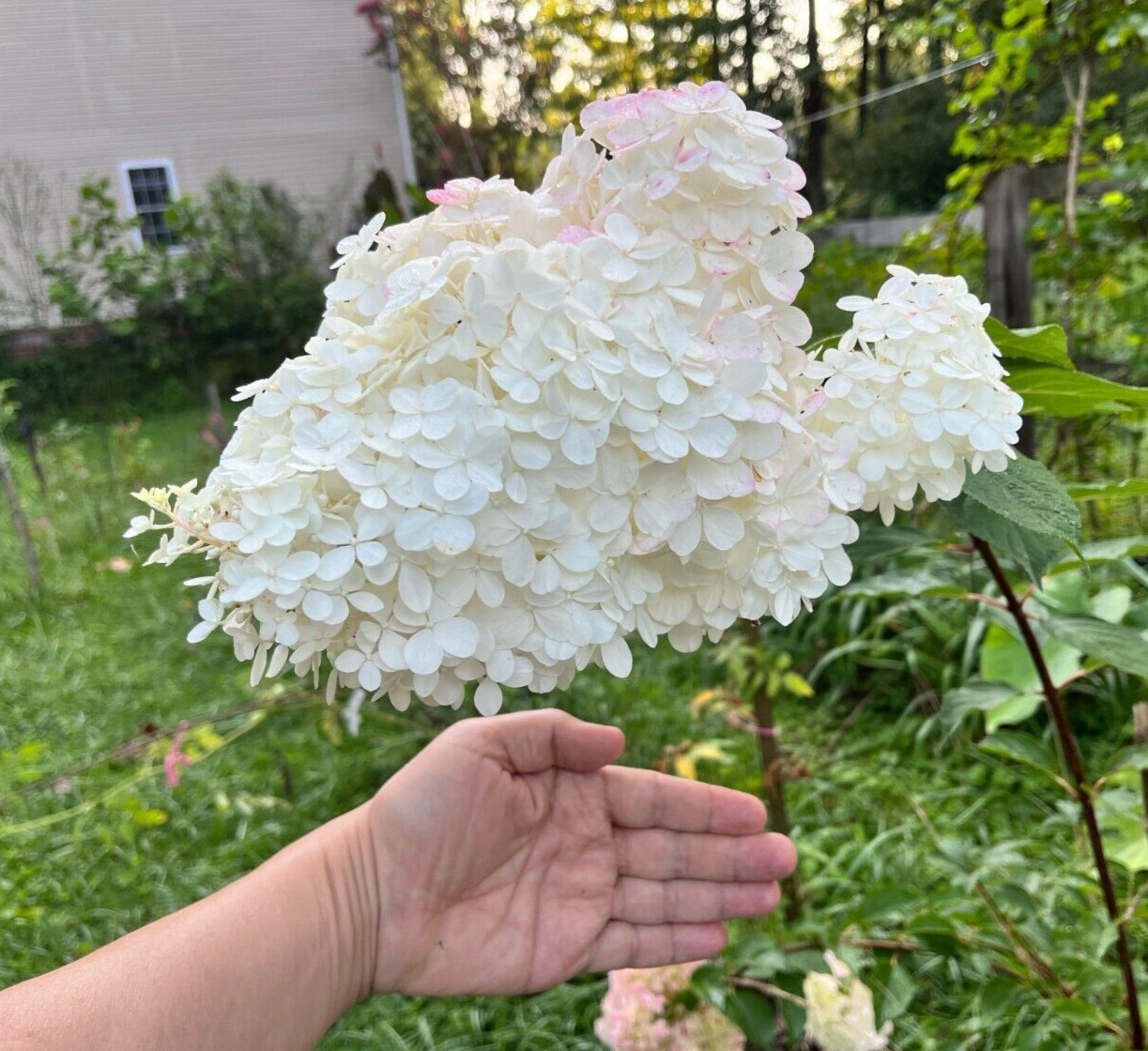 10 thin unrooted cuttings of stunning Vanilla Strawberry Hydrangea bush tree